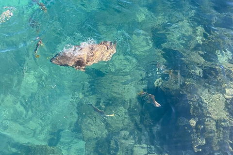 Aquascene Magnetic Island Discovery Tour - Port Augusta Accommodation 1