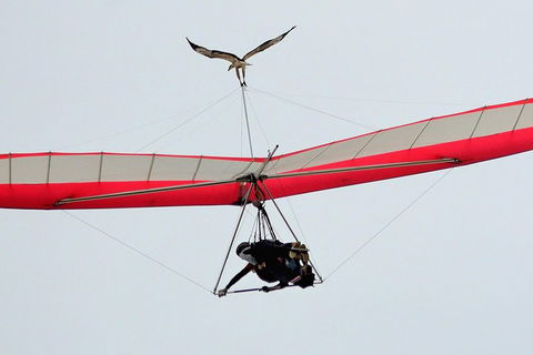 Hang Gliding With HangglideOz - Port Augusta Accommodation 0