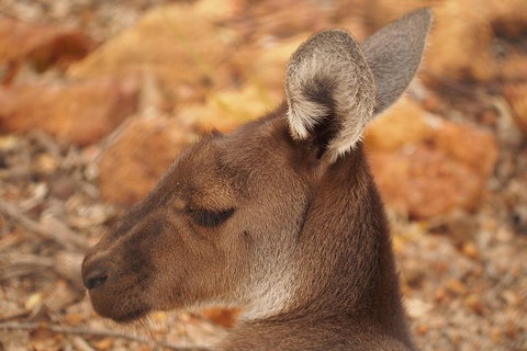 Australian Animals, Seascape And Sunset Photography Tour - Port Augusta Accommodation 0