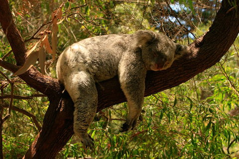Australian Animals, Seascape And Sunset Photography Tour - Port Augusta Accommodation 1