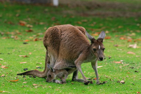 Australian Animals, Seascape And Sunset Photography Tour - Port Augusta Accommodation 2
