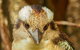Australian Animals, Seascape And Sunset Photography Tour - thumb 3