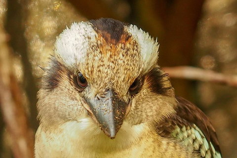 Australian Animals, Seascape And Sunset Photography Tour - Port Augusta Accommodation 3