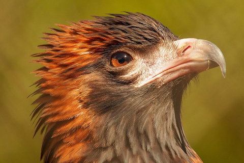 Australian Animals, Seascape And Sunset Photography Tour - Port Augusta Accommodation 4