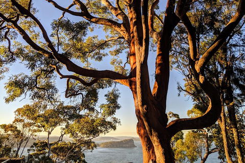 Manly & Sydney's Northern Beaches With 'Personalised Sydney Tours' - Port Augusta Accommodation 4