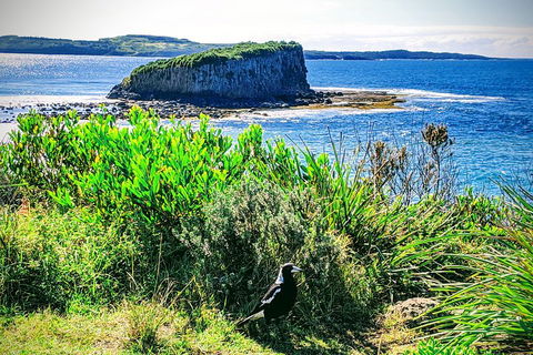 Erupting Blowholes And Ancient Rainforests With 'Personalised Sydney Tours' - Port Augusta Accommodation 3