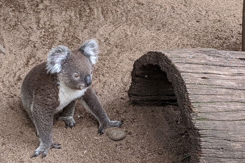 Australian Wildlife & Waterfalls Private Tour With 'Personalised Sydney Tours' - Port Augusta Accommodation 0