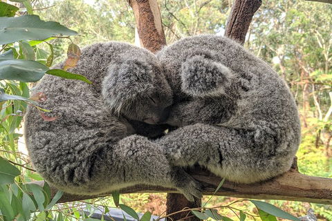 Australian Wildlife & Waterfalls Private Tour With 'Personalised Sydney Tours' - Port Augusta Accommodation 2