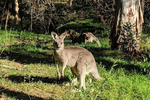 Australian Wildlife & Waterfalls Private Tour With 'Personalised Sydney Tours' - Port Augusta Accommodation 3