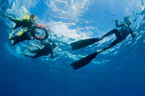 Passions Of Paradise Great Barrier Reef Snorkel And Dive Cruise From Cairns By Luxury Catamaran - Port Augusta Accommodation 2