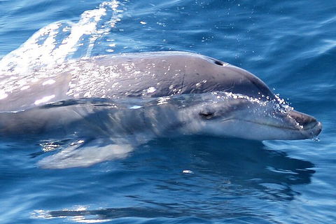 Jervis Bay Dolphin Watch Cruise - Port Augusta Accommodation 0
