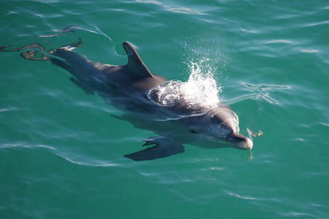 Jervis Bay Dolphin Watch Cruise - Port Augusta Accommodation 1