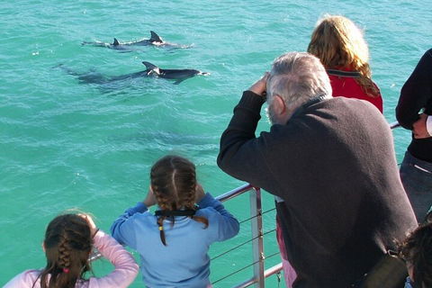 Jervis Bay Dolphin Watch Cruise - Port Augusta Accommodation 4