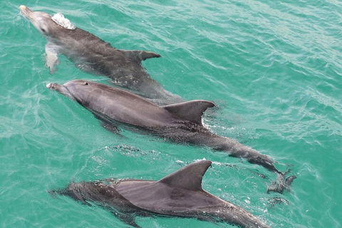 Jervis Bay Dolphin Watch Cruise - Port Augusta Accommodation 5