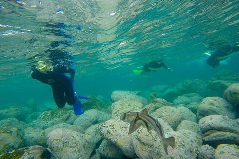 Manly And Shelly Beach Snorkeling Tour - Port Augusta Accommodation 1