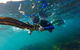 Manly And Shelly Beach Snorkeling Tour - thumb 3
