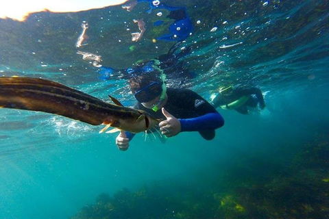 Manly And Shelly Beach Snorkeling Tour - Port Augusta Accommodation 3