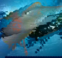 Great Barrier Reef Snorkeling and Diving Cruise from Cairns - Port Augusta Accommodation