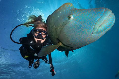 Great Barrier Reef Snorkeling And Diving Cruise From Cairns - Port Augusta Accommodation 0