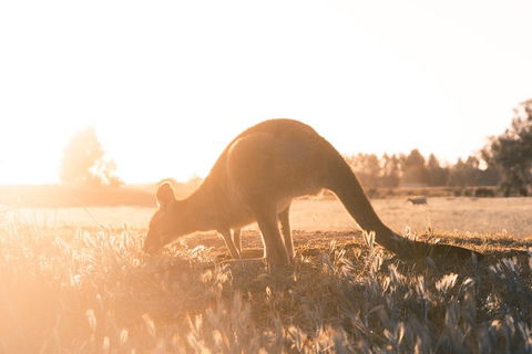 Small Group: Mornington Peninsula Hike And Hot Springs Day Tour From Melbourne - Port Augusta Accommodation 0