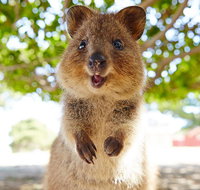 Discover Rottnest with Ferry  Bus Tour from Perth or Fremantle - Port Augusta Accommodation
