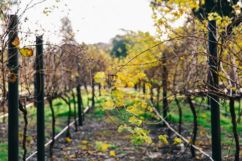Australian Wine Discovery Tour Ticket - Port Augusta Accommodation 4