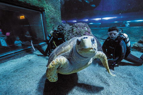Dive With Sharks At AQWA - Port Augusta Accommodation 2