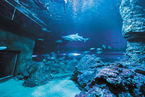 Dive With Sharks At AQWA - Port Augusta Accommodation 3