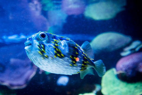 Dive With Sharks At AQWA - Port Augusta Accommodation 4