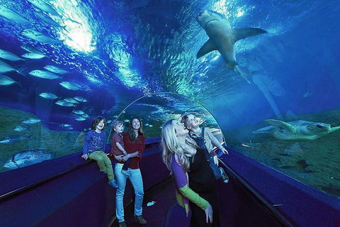 Dive With Sharks At AQWA - Port Augusta Accommodation 5