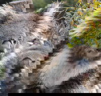 Kuranda Koala Gardens and Birdworld Admission Tickets - Port Augusta Accommodation
