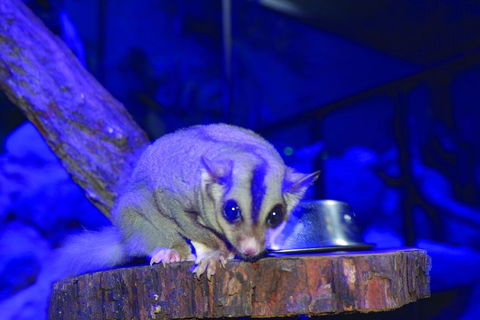 Kuranda Koala Gardens And Birdworld Admission Tickets - Port Augusta Accommodation 1