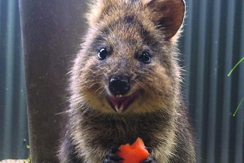 Kuranda Koala Gardens And Birdworld Admission Tickets - Port Augusta Accommodation 2