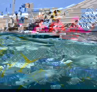 Outer Reef Pontoon Experience from Cairns - Port Augusta Accommodation