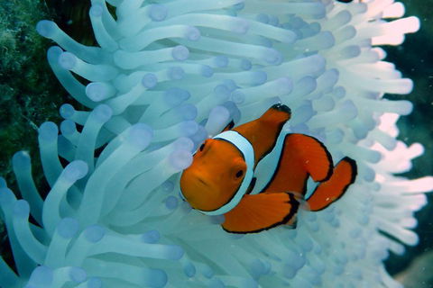 Seastar Luxury Outer Great Barrier Reef Island And Reef Tour From Cairns - Port Augusta Accommodation 0