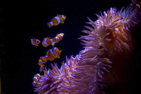 SEA LIFE Sunshine Coast Aquarium Entrance Ticket - Port Augusta Accommodation 5