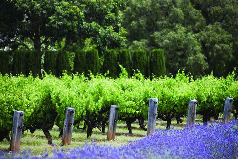 Ultimate Penfolds Magill Estate Experience - Port Augusta Accommodation 1