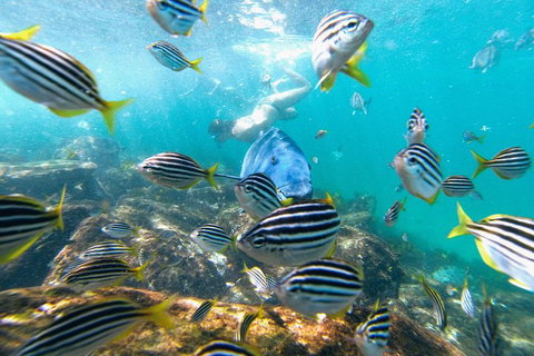 Manly Snorkel Trip And Nature Walk With Local Guide - Port Augusta Accommodation 2